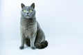 British blue cat, gray cat on white background Royalty Free Stock Photo