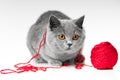 British blue cat with red ball of threads Royalty Free Stock Photo