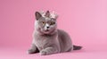 British blue cat wearing golden crown like a queen laying on pink solid background with copy space. Fashion beauty for pets. Royalty Free Stock Photo