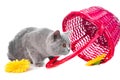 British blue kitten with pink basket Royalty Free Stock Photo