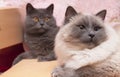 British blue and ragdoll cats