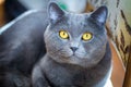 British Blue Short hair Cat Royalty Free Stock Photo