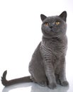 British Blue Shorthair Cat