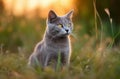 British Blue Shorthair cat.