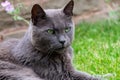 British Blue Shorthair Cat, relaxing in the garden. Royalty Free Stock Photo