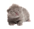 British blue shothair kitten Royalty Free Stock Photo