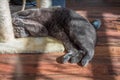 British blue tired cat sleeping on the floor