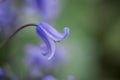 British bluebell (Hyacinthoides non-scripta) close up