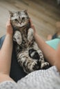 A British-bred cat lies on its owner& x27;s lap like a child. And looks at the frame with displeasure.