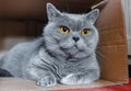 British breed gray domestic cat sitting in a cardboard box at home Royalty Free Stock Photo