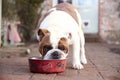 British Bull Dog Eating from Dog Bowl Royalty Free Stock Photo