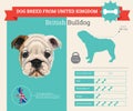 British bulldog breed infographics