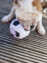 British Bulldog Chewing on a Football