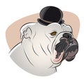 British bulldog with derby hat