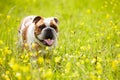 British Bulldog In Field Of Yellow Summer Flowers