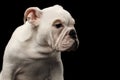 British bulldog puppy breed on black background