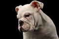 British bulldog puppy breed on black background