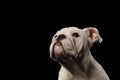 British bulldog puppy breed on isolated black background