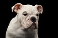 British bulldog puppy breed on isolated black background