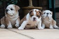 British bulldog puppy