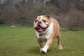 British Bulldog Royalty Free Stock Photo