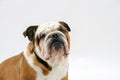 A British Bulldog sits on a white background obediently