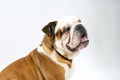 A British Bulldog sits on a white background obediently