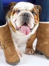 A British Bulldog sits on a white background under his mistresses chair Royalty Free Stock Photo