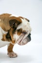 A British Bulldog sits on a white background waiting to be allowed to eat a treat