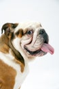 A British Bulldog sitting on a white background looks round mischievously