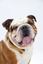 A British Bulldog sitting on a white background looks round mischievously