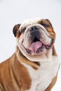 A British Bulldog sitting on a white background looks round mischievously