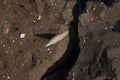 British 0.303 bullet buried in clay fo cliff erosion on east coast of the UK. Royalty Free Stock Photo