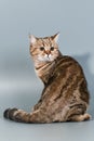 British cat Royalty Free Stock Photo