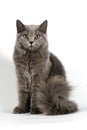 British cat Royalty Free Stock Photo