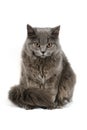 British cat Royalty Free Stock Photo