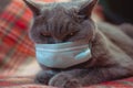 British Cat Is Angry Because Obliged to Wear Medical Protective Mask. COVID-19. Quarantine