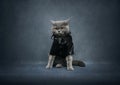 British cat in a black leather jacket on blue background. Brutal biker cat. Funny cat in costume. Copy space. Rock style. Pets Royalty Free Stock Photo