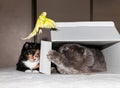 British cat in a box, a tricolor cat and a flying parrot.
