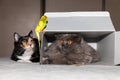 A British cat in a box and a tricolor cat lying next to them look at a parrot sitting on a box. Close-up.