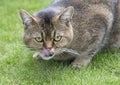 British cat breed chinchilla Golden Royalty Free Stock Photo