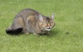 British cat breed chinchilla Golden Royalty Free Stock Photo