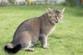 British cat breed chinchilla Golden Royalty Free Stock Photo