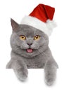 British cat in Christmas red hat Royalty Free Stock Photo