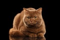 British Cat Cinnamon color Lying, Curious Looks, Isolated Black Background