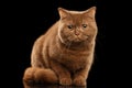 British Cat Cinnamon color Sitting, Curious Looks, Isolated Black Background