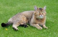 British cat color `Golden chinchilla` Royalty Free Stock Photo