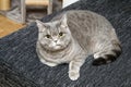 The british cat with crooked smile Royalty Free Stock Photo