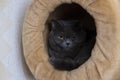 British cat domestic feline animal portrait photography lay in hole of pet shelf and evil looking at camera with his yellow eyes