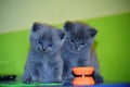 british cat domestic fluffy grey isolated kittens Royalty Free Stock Photo